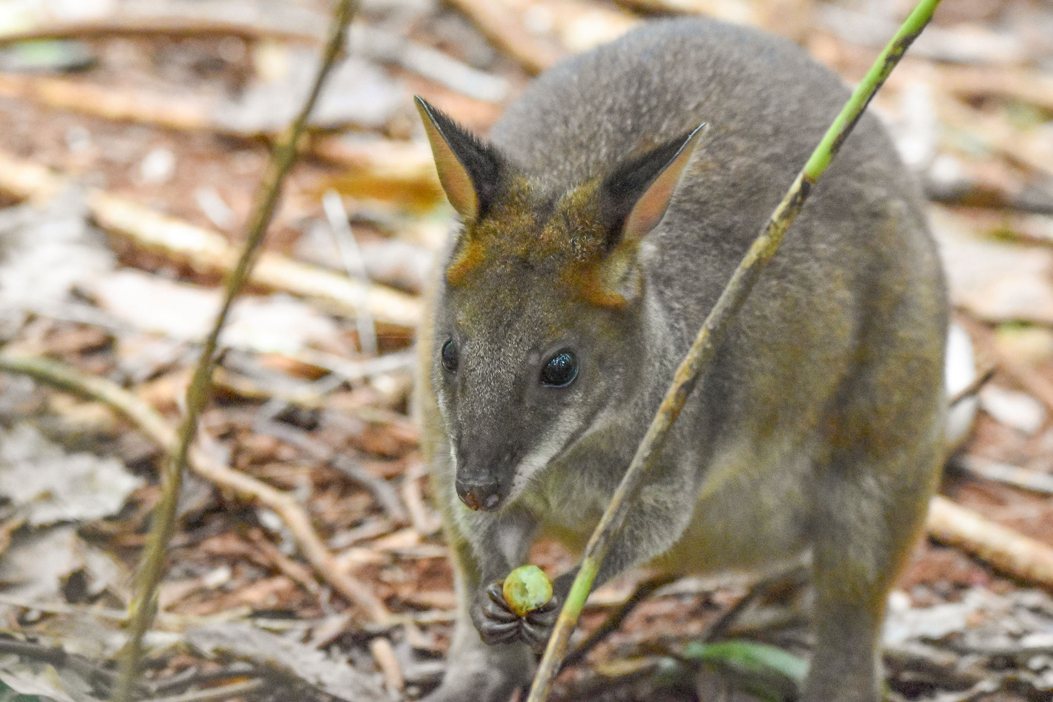 Red-legged Pademelon
