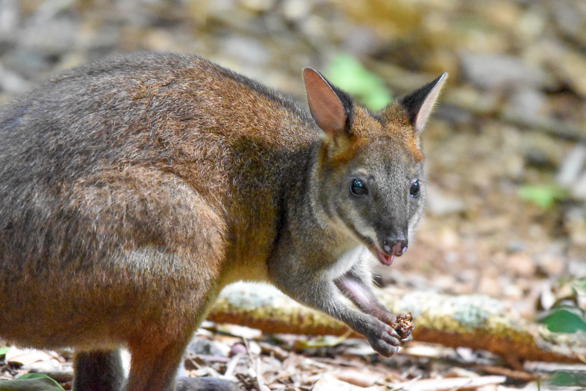 Red-legged Pademelon