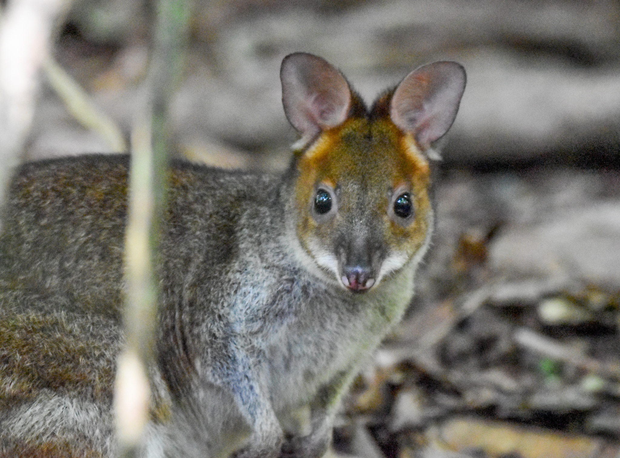 Red-legged Pademelon