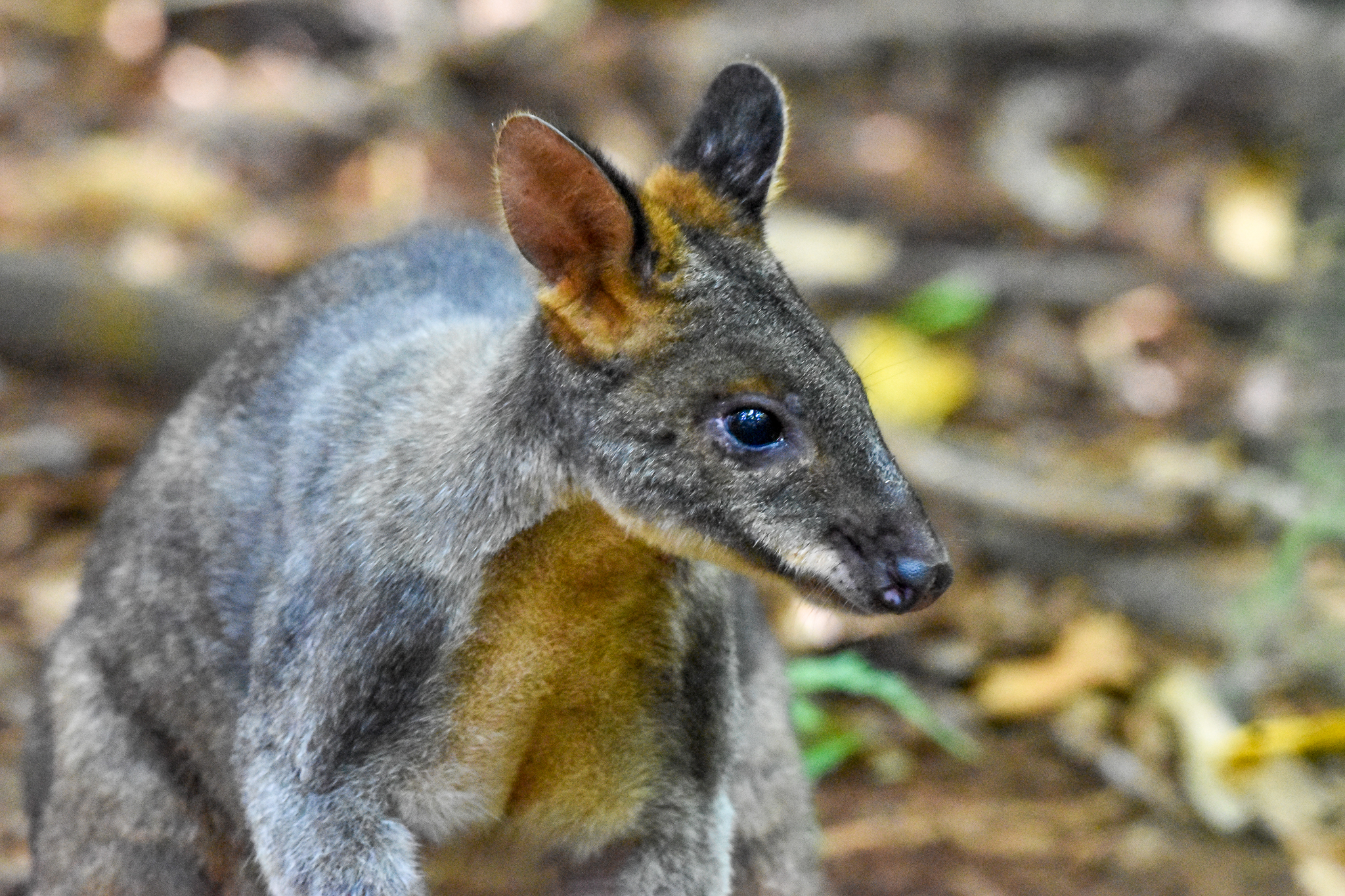 Red-legged Pademelon