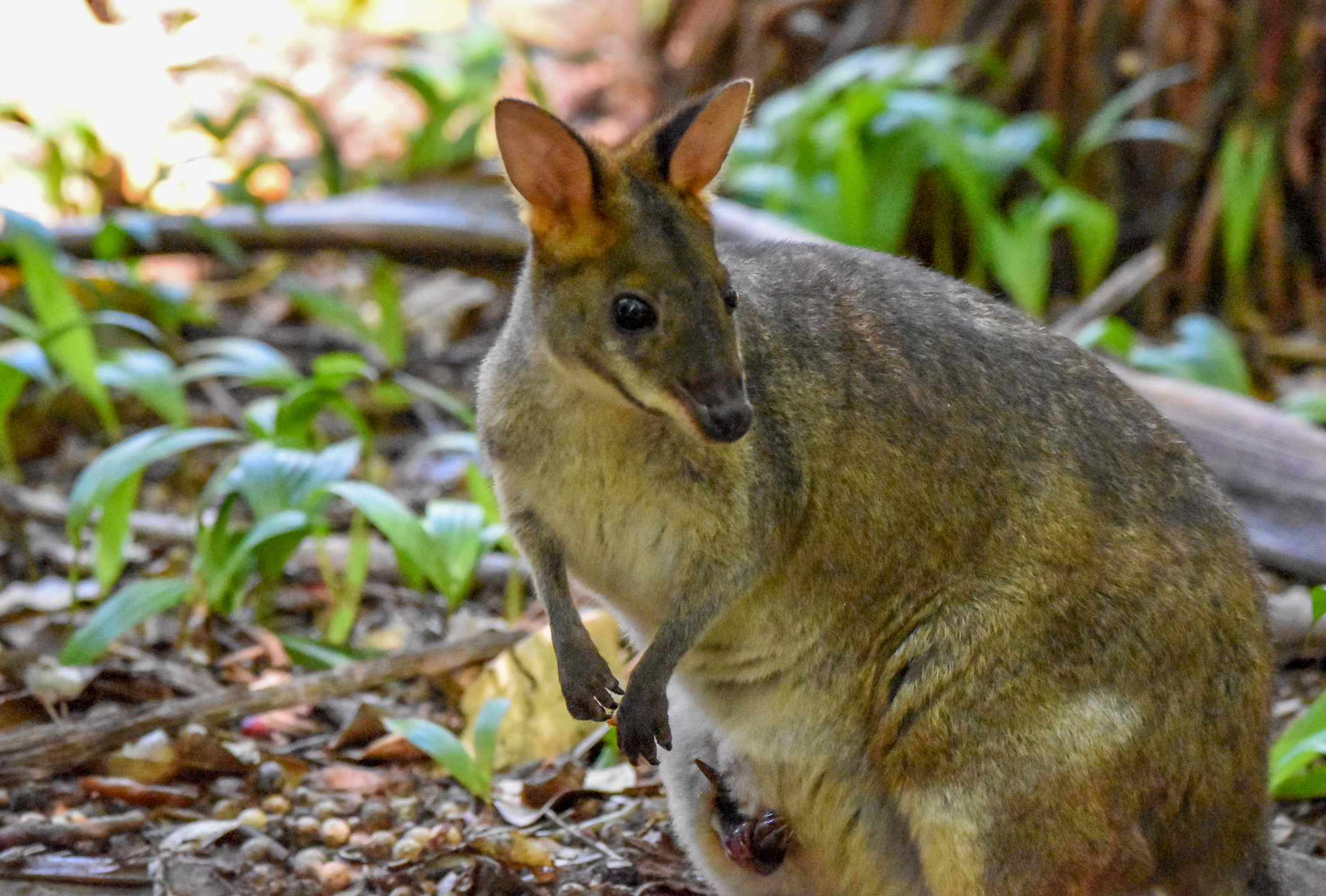 Red-legged Pademelon