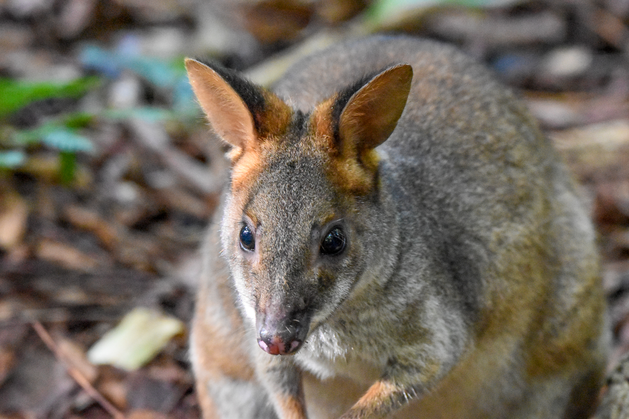 Red-legged Pademelon
