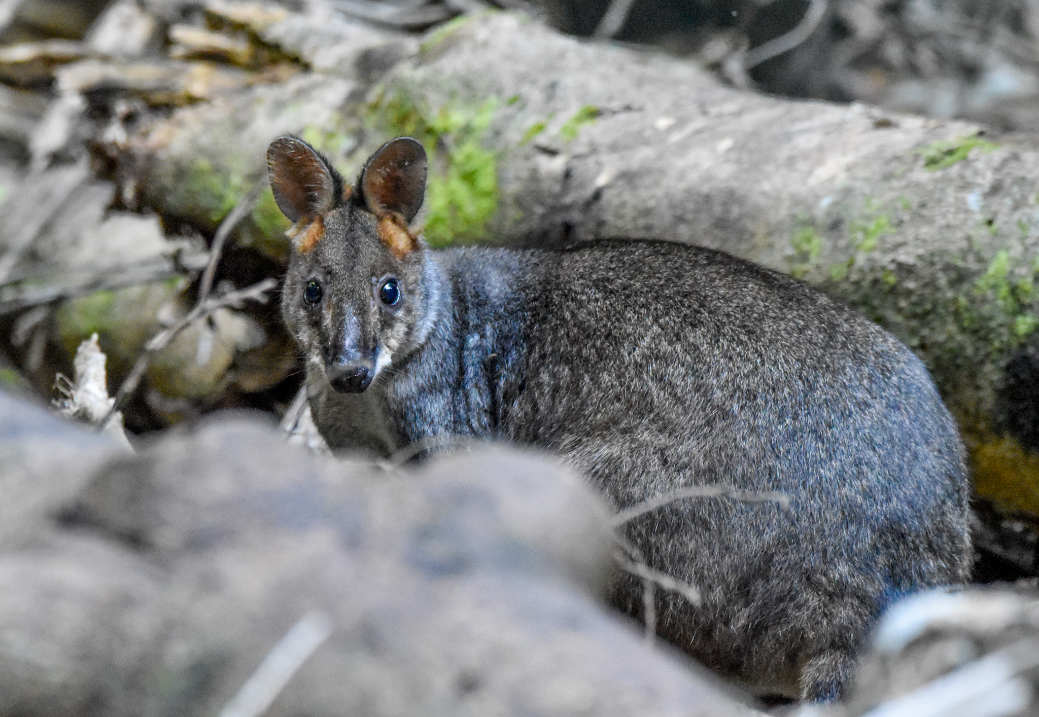 Red-legged Pademelon