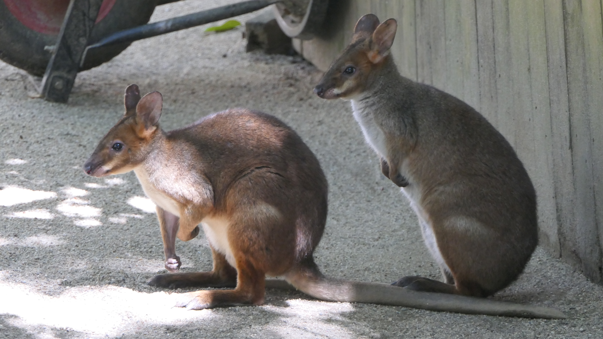 Red-legged Pademelon