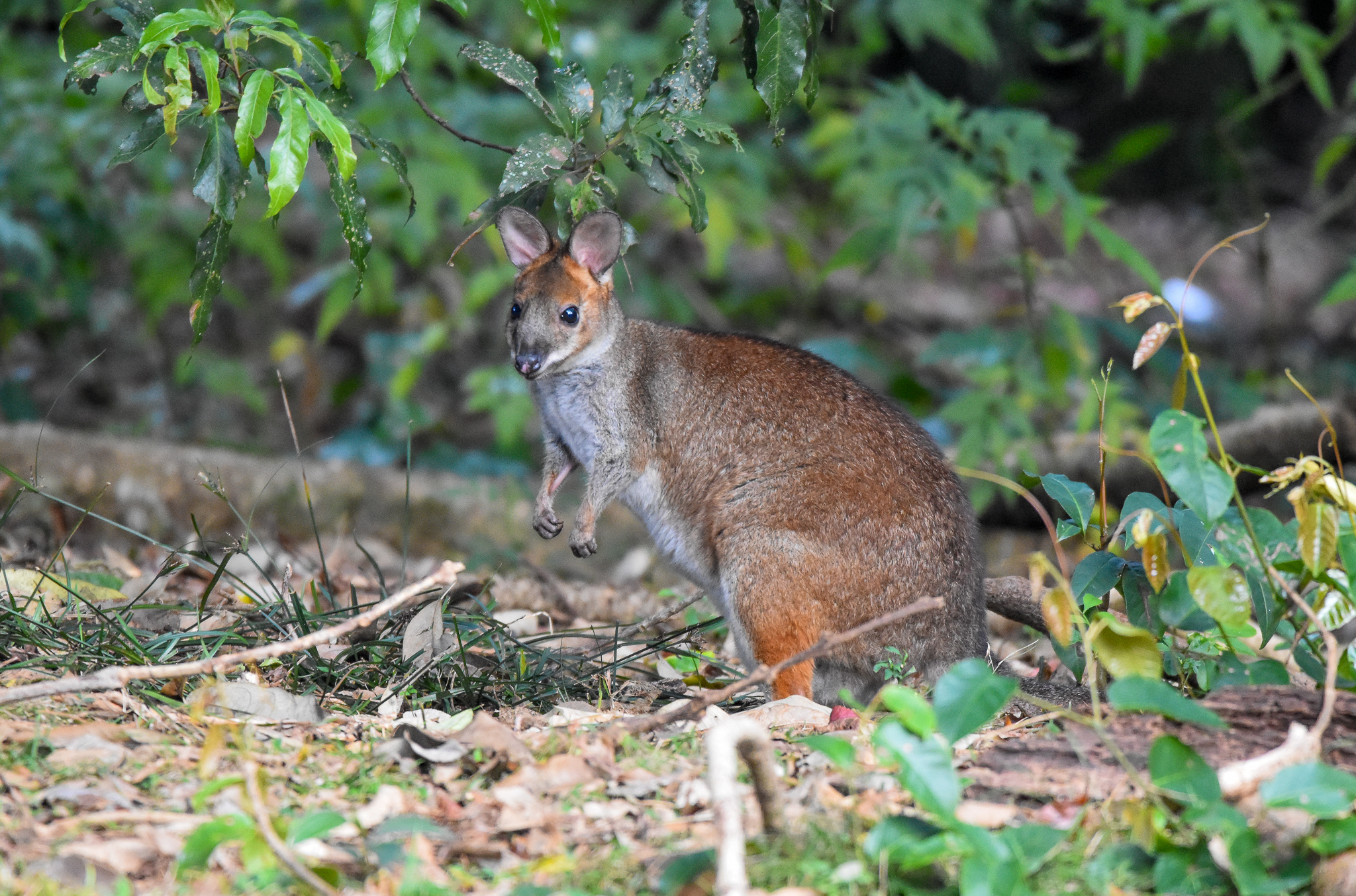 Red-legged Pademelon