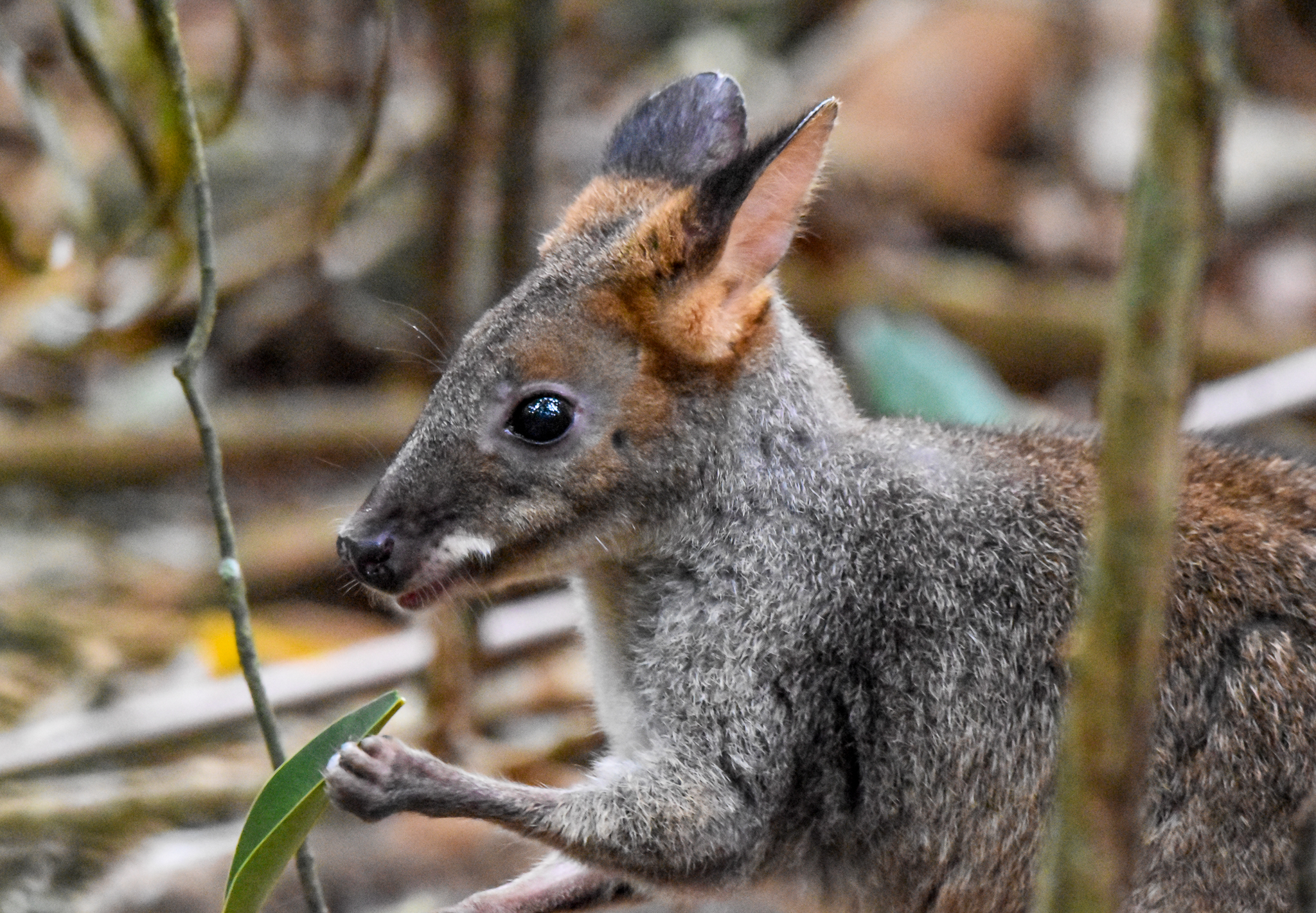 Red-legged Pademelon