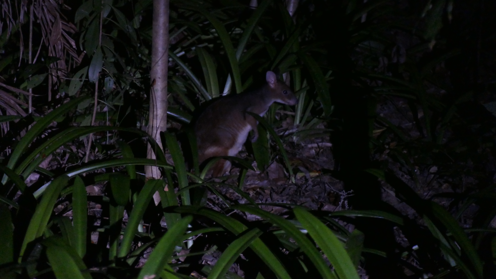 Red-legged Pademelon