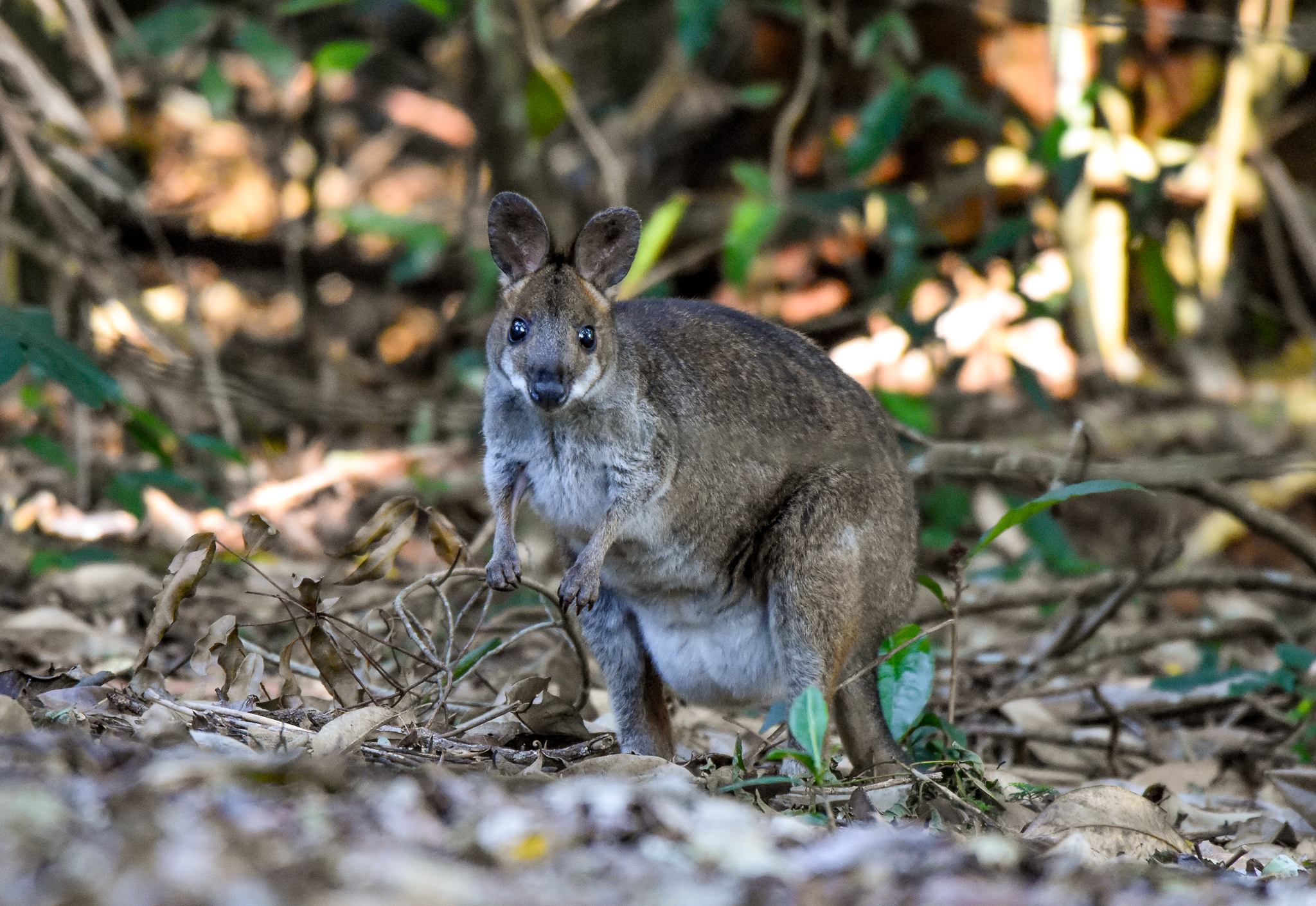 Red-legged Pademelon