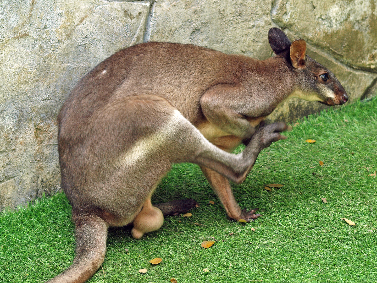 Red-legged pademelon