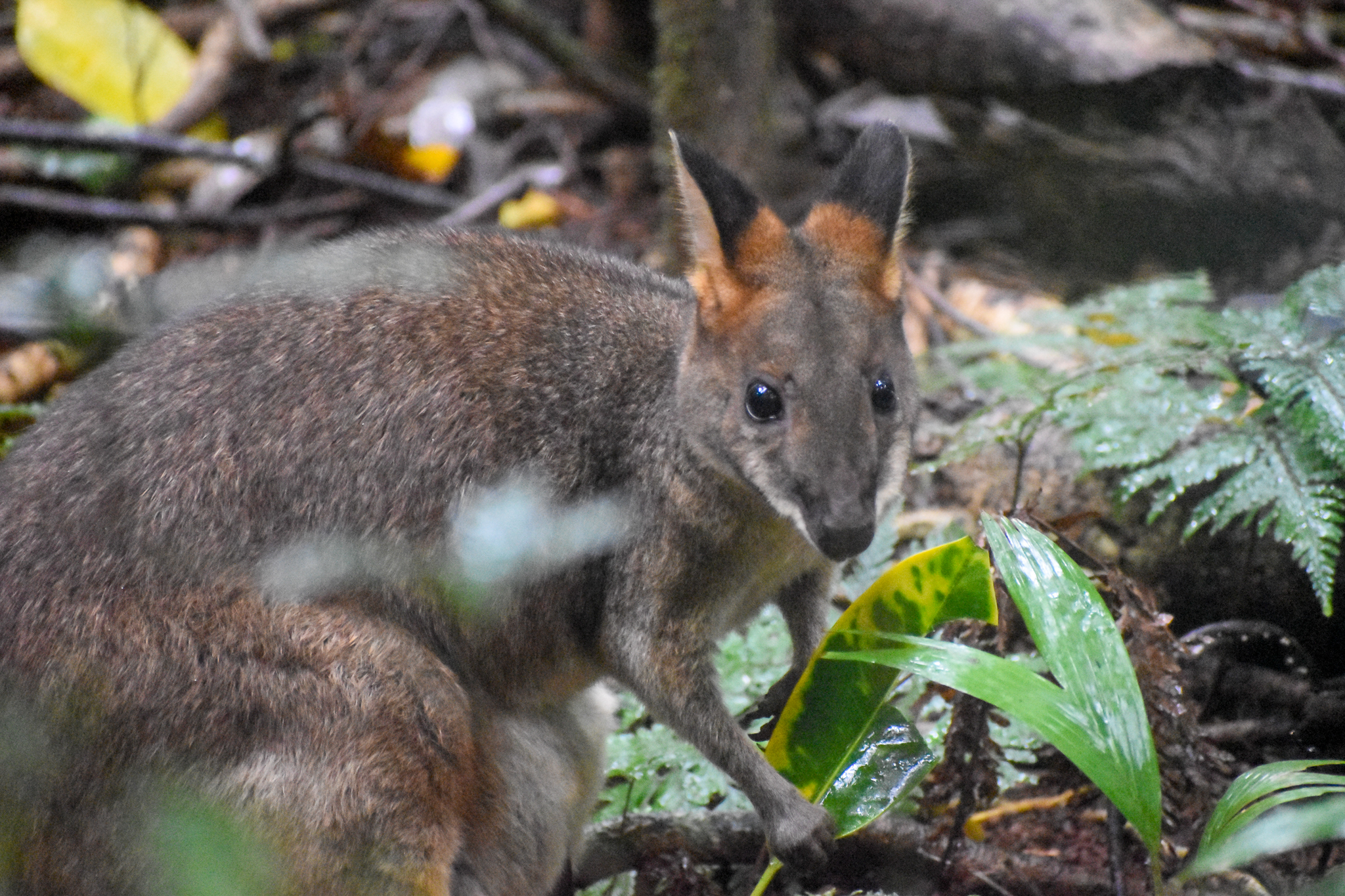 Red-legged Pademelon