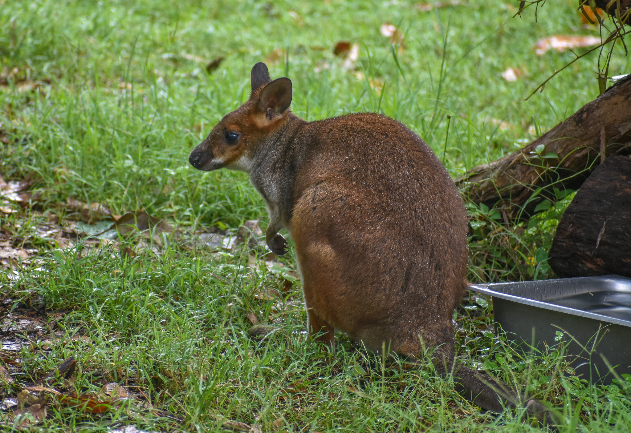 Red-legged Pademelon