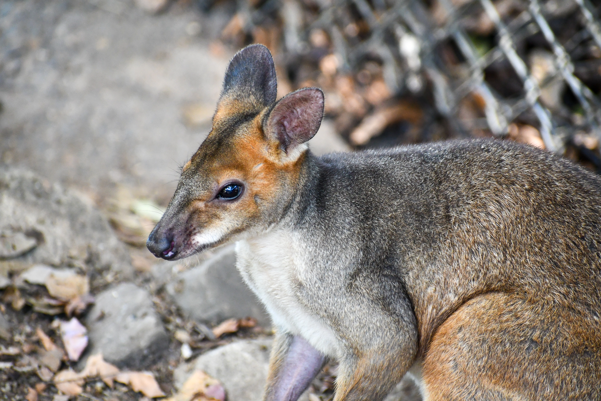 Red-legged Pademelon