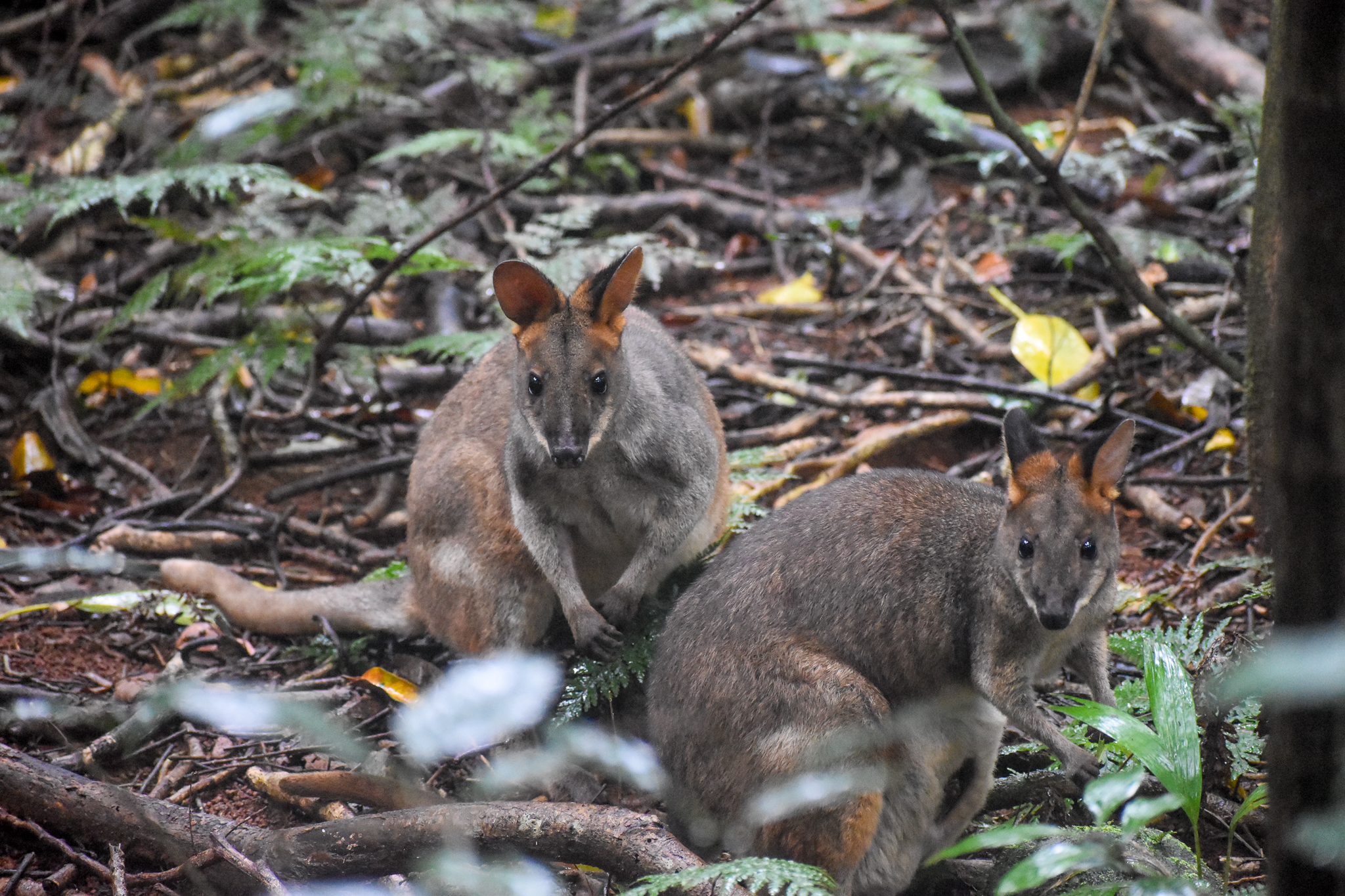 Red-legged Padmelons