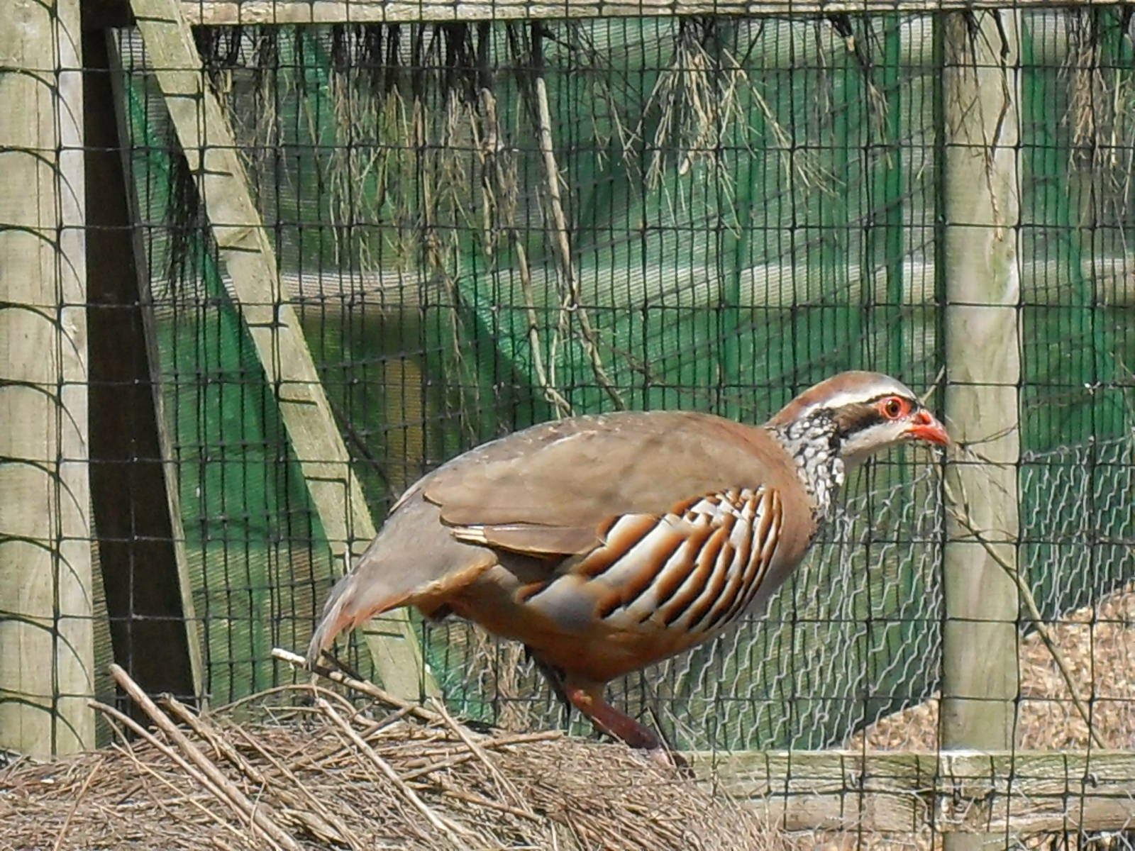 red-legged partridge 07/10