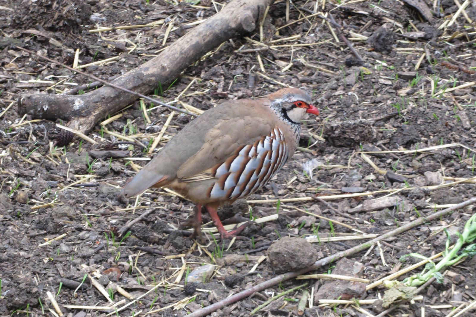 Red-legged Partridge 090515