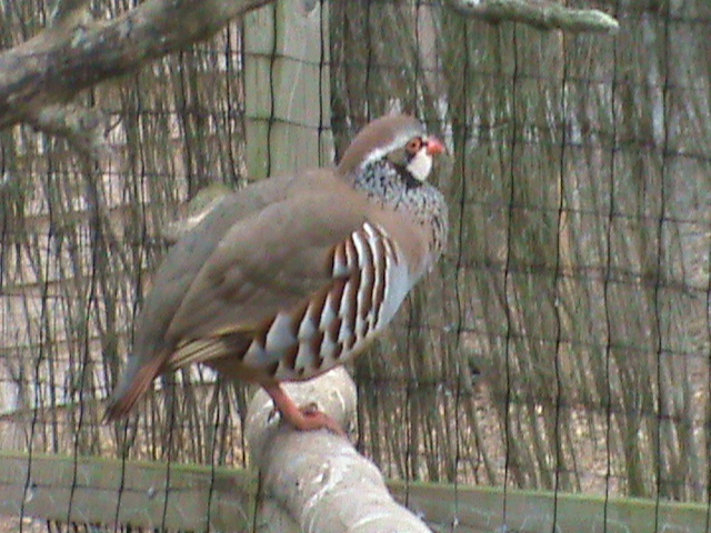 Red-legged partridge 300411