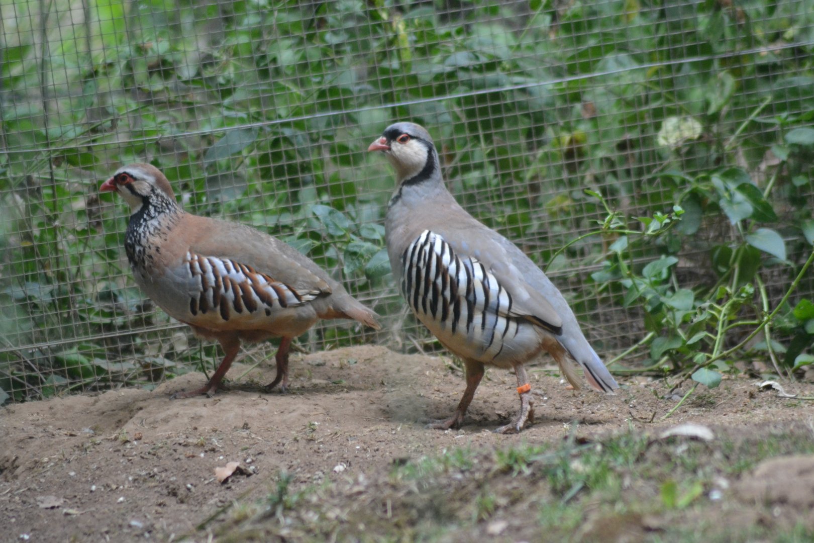 Red-legged Partridge Alectoris rufa & Alpine Rock Partridge Alectoris graeca saxatilis