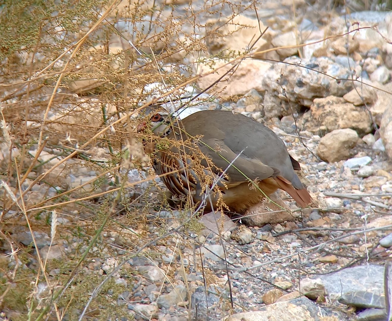 Red-legged Partridge (Alectoris rufa intercedens)