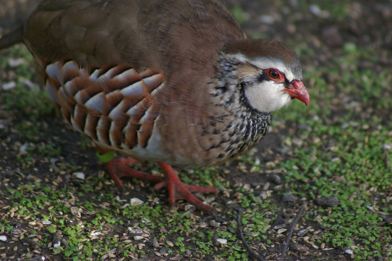 red-legged partridge (Alectoris rufa)