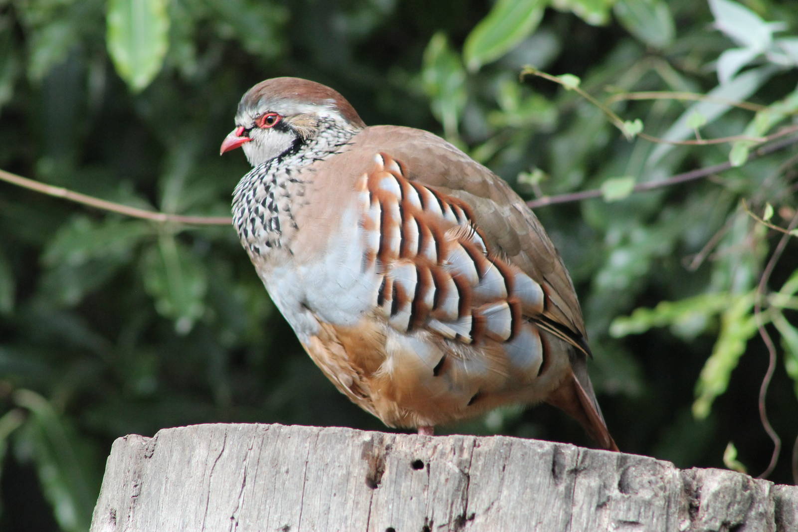 Red-legged Partridge (Alectoris rufa)