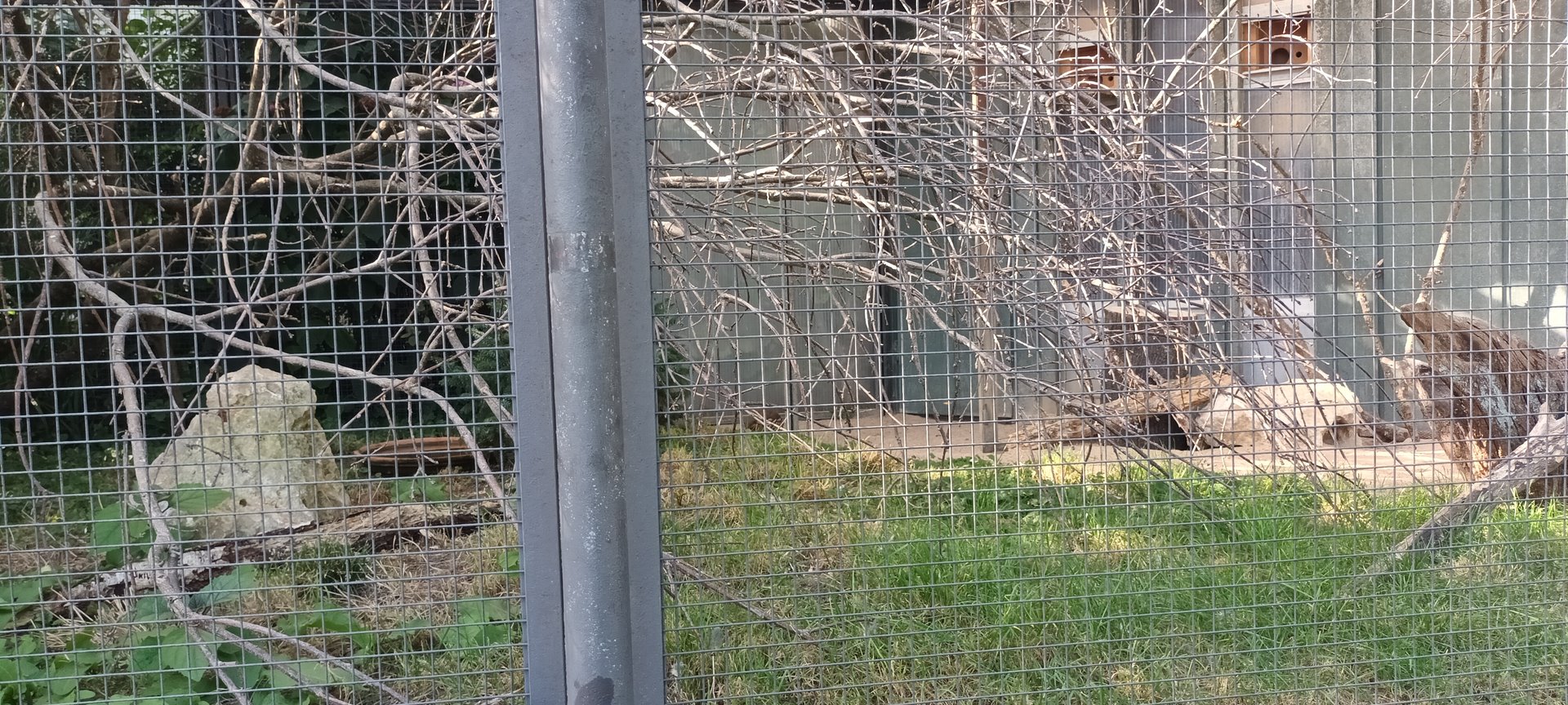 Red legged Partridge and Little Owl Aviary