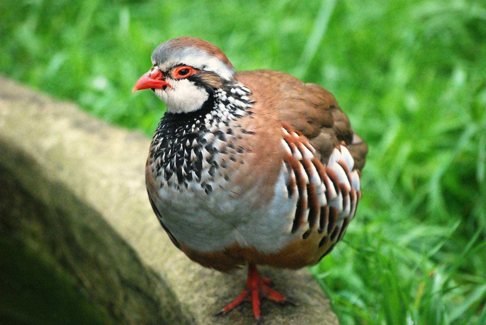 Red-legged Partridge  at Santillana del Mar, 13/06/15