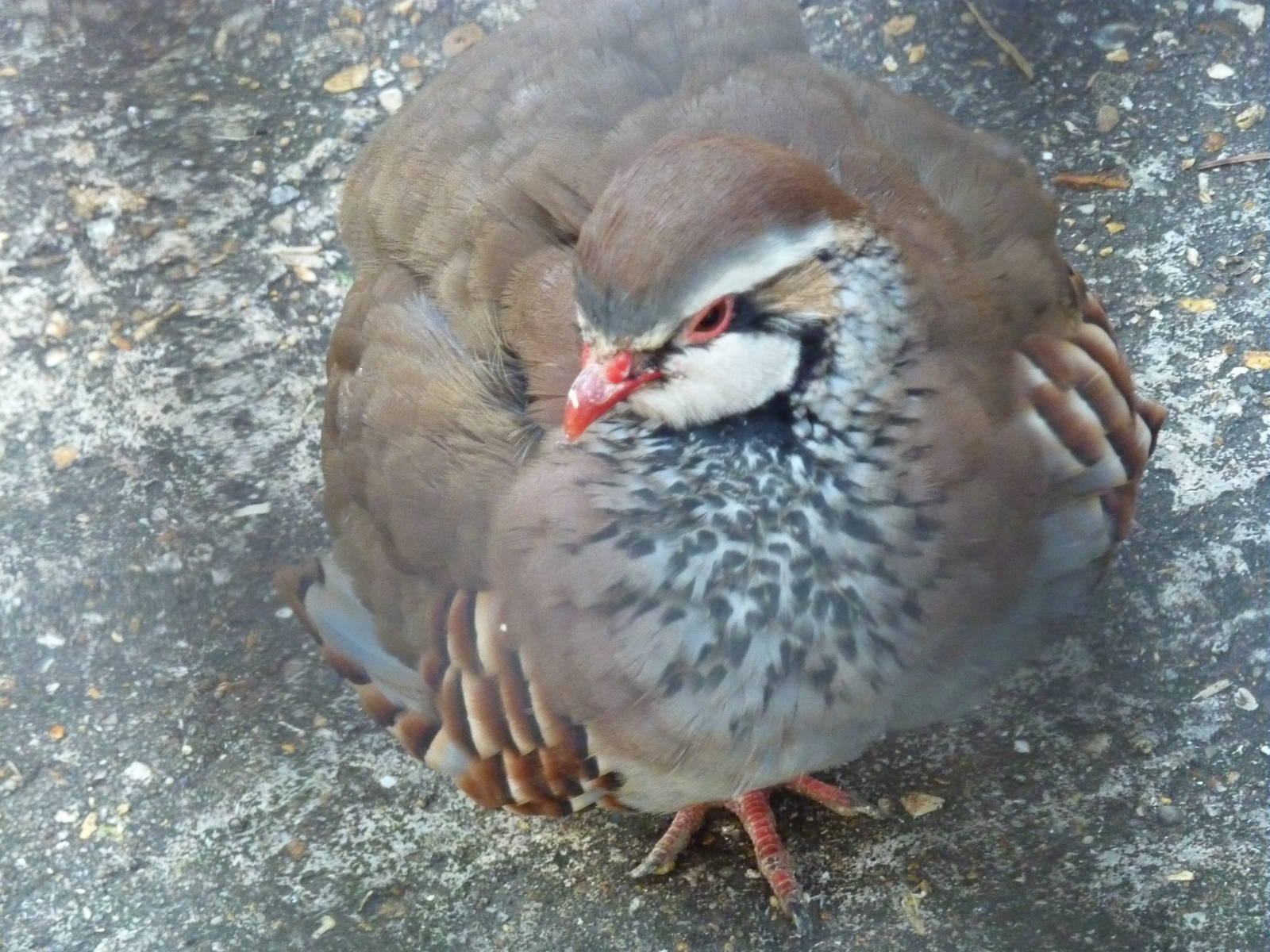 Red-legged partridge, December 2012.