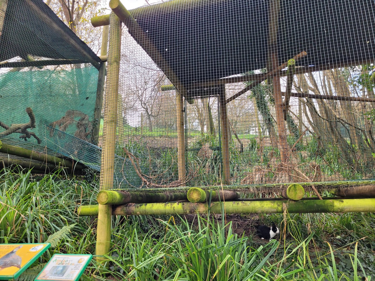 Red-legged partridge exhibit -Zoo de Santillana del Mar (2023)