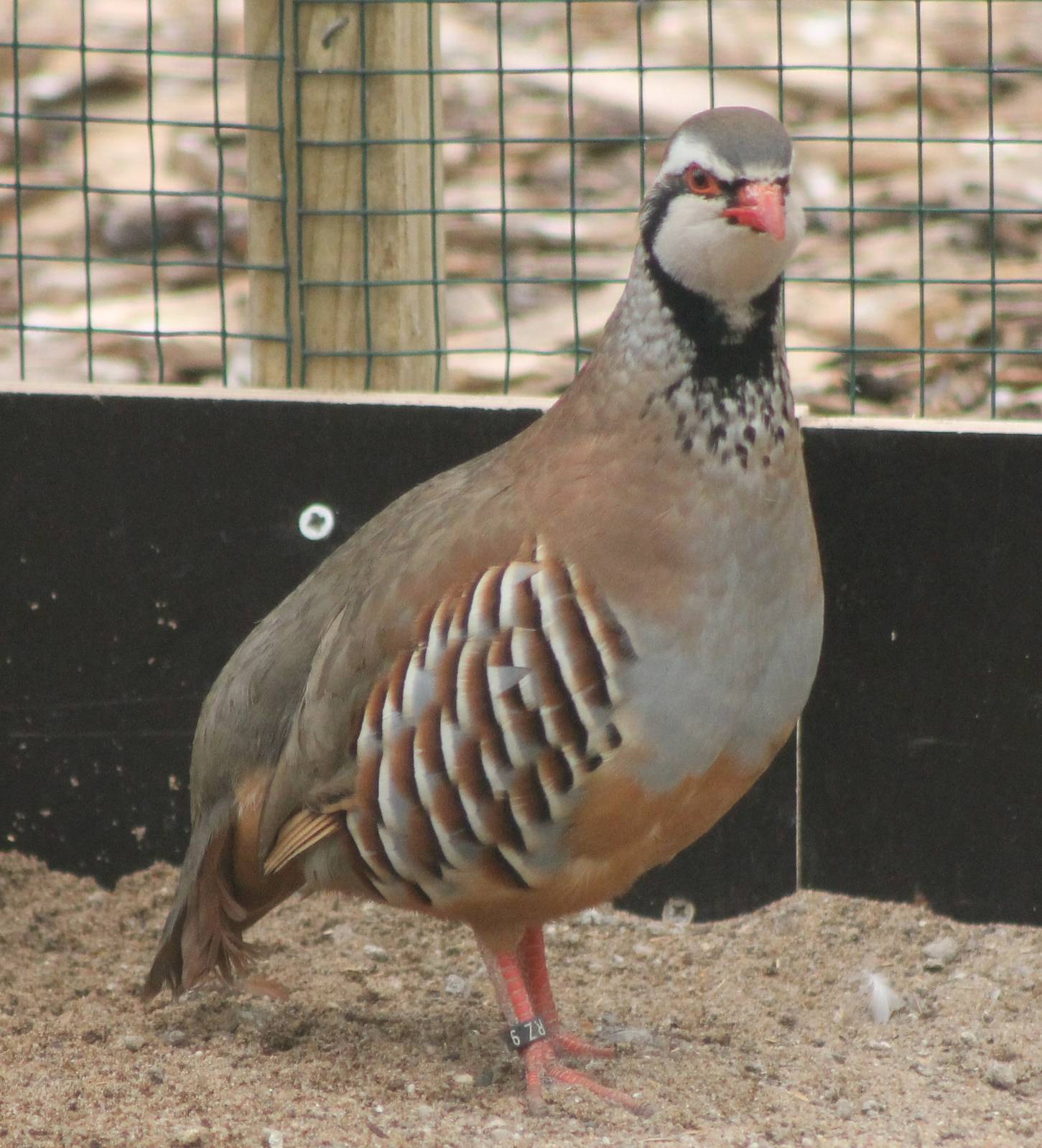 Red-legged partridge