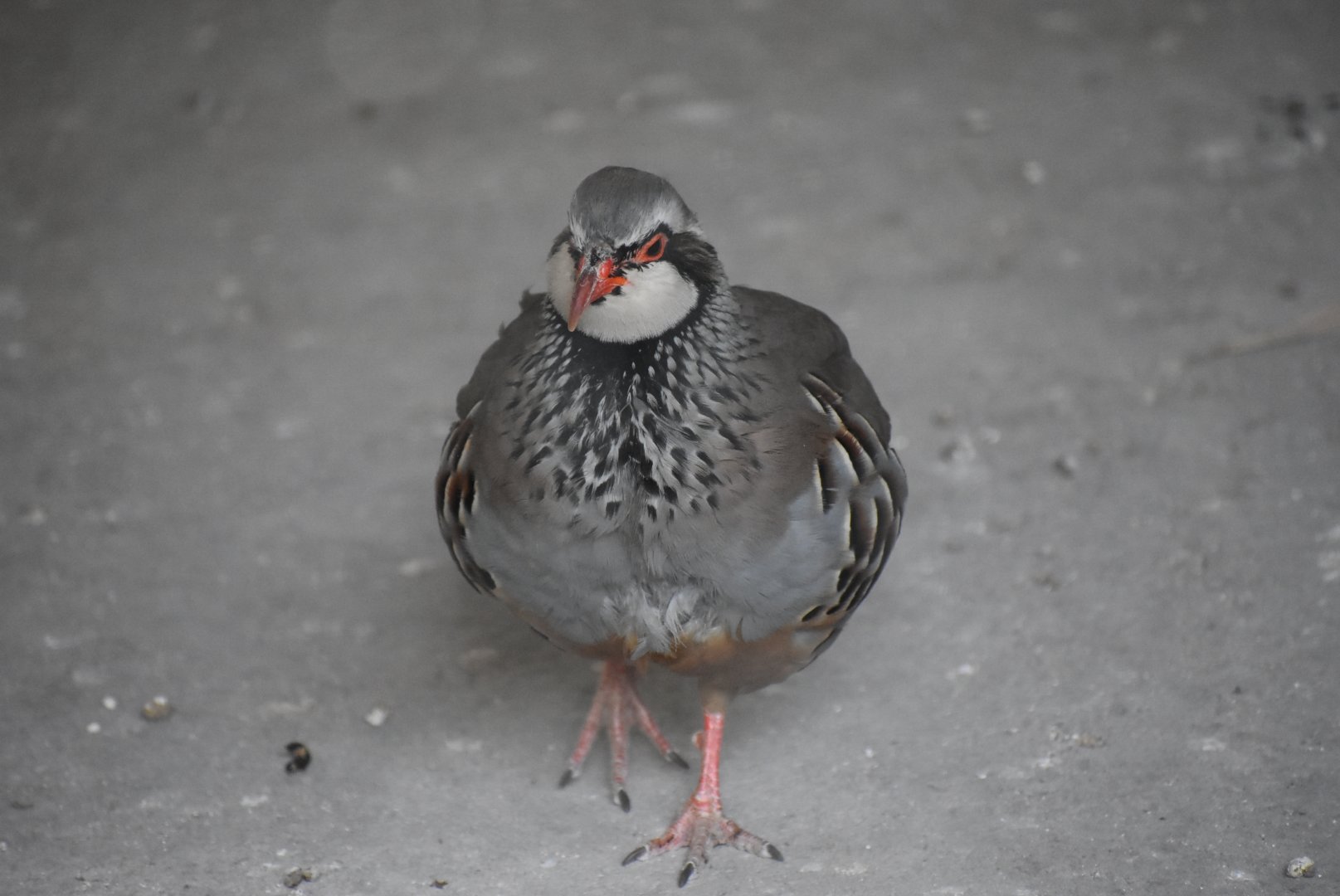 Red-legged partridge