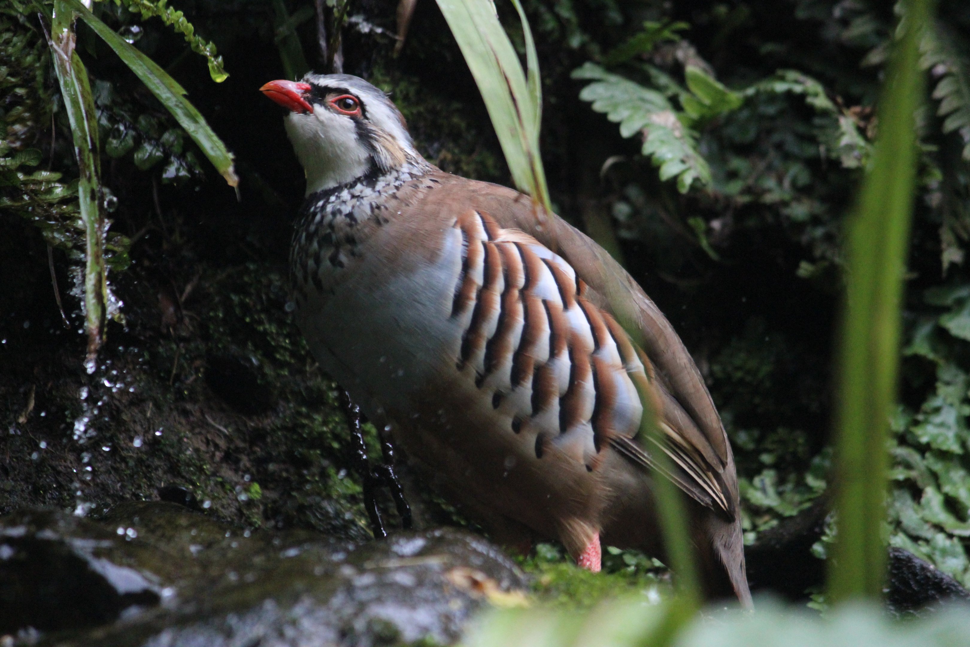 Red-legged Partridge