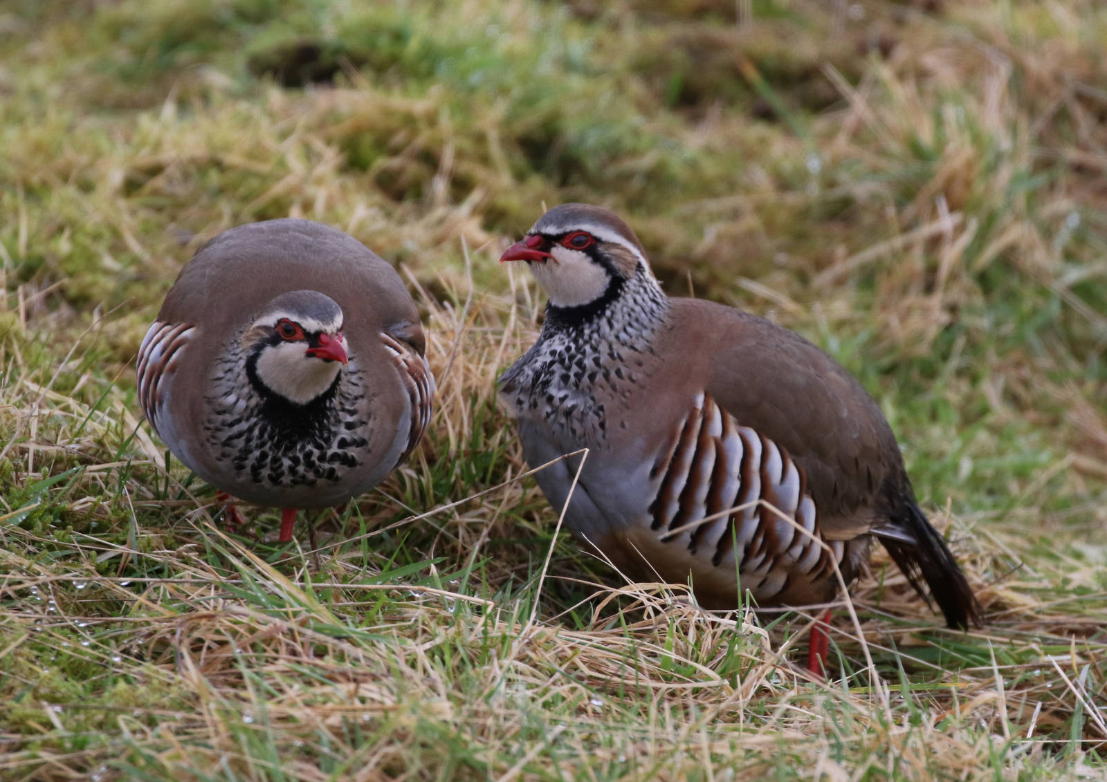 Red-legged Partridges