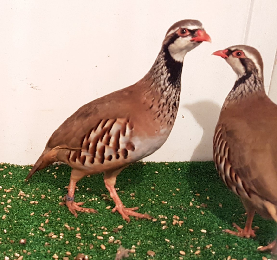 Red-legged patridge - Alectoris rufa