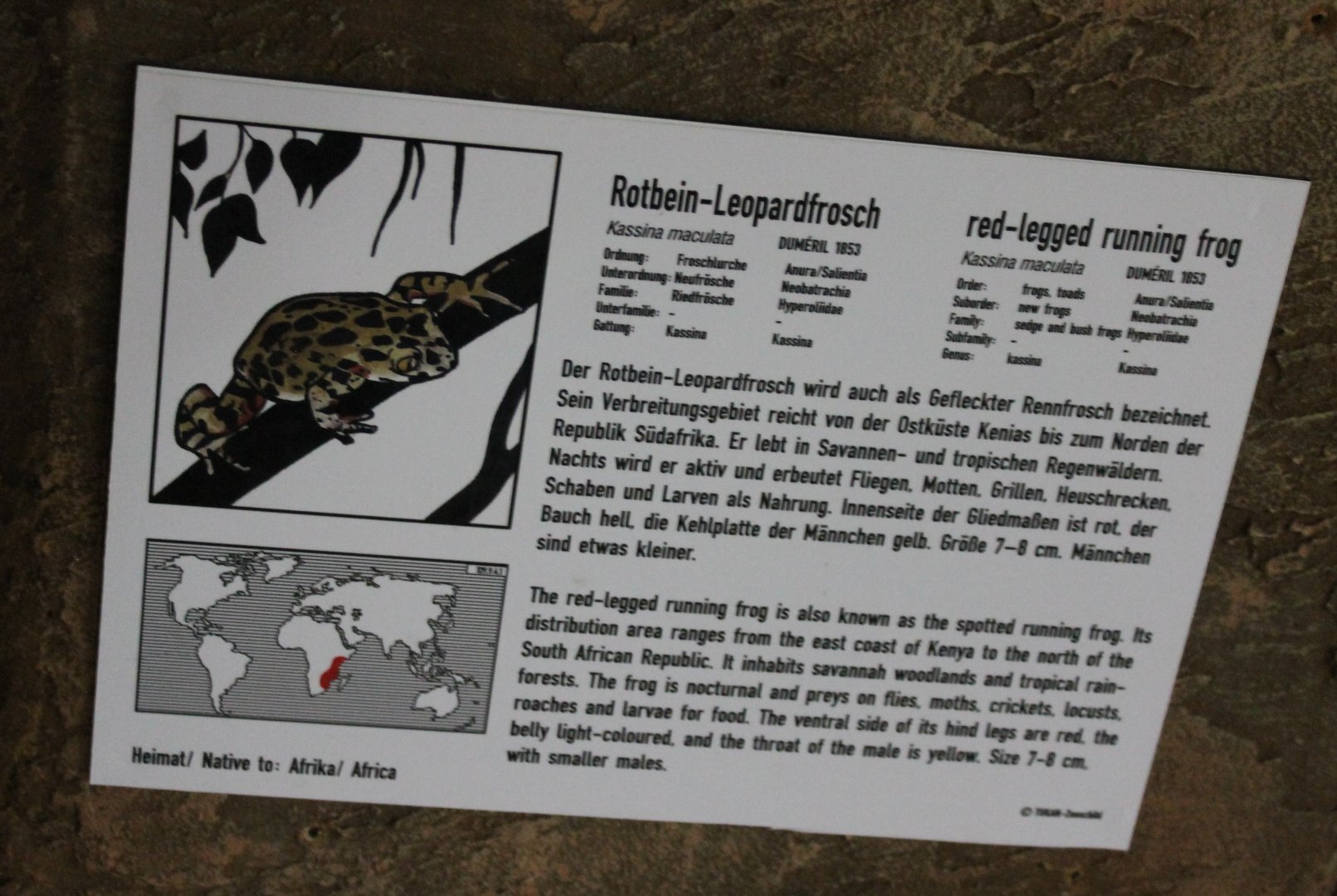 Red-legged running frog-sign