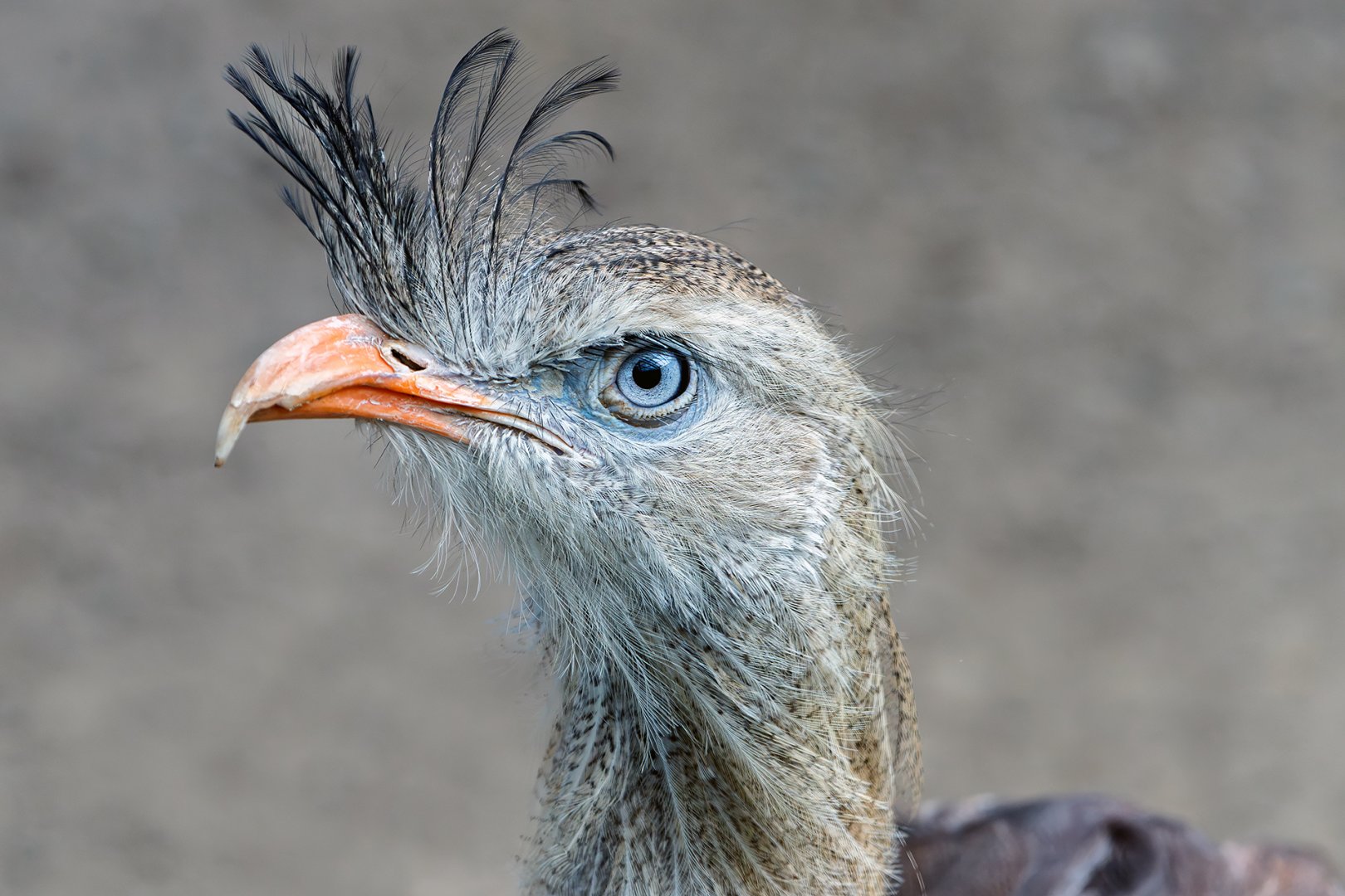 Red legged Sereima, Nadine