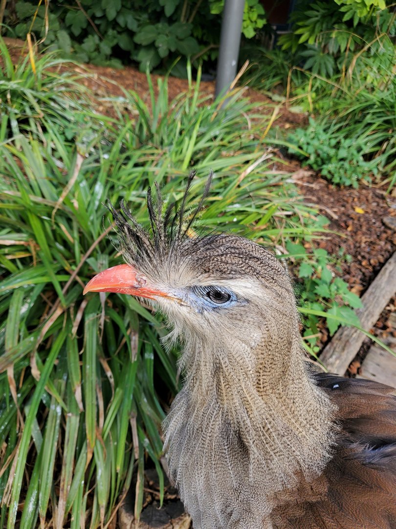 Red legged sereima portrait