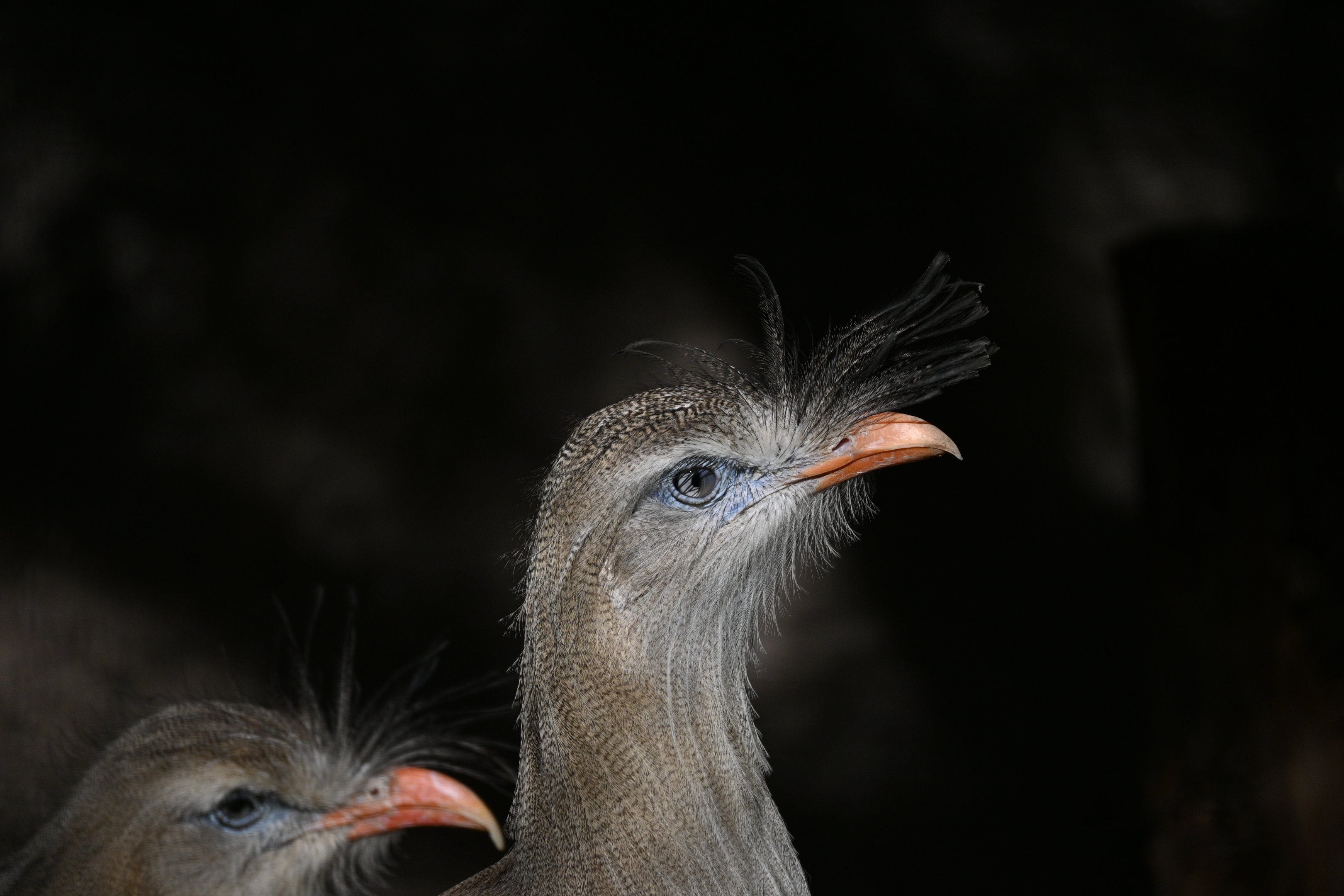 Red Legged Sereima