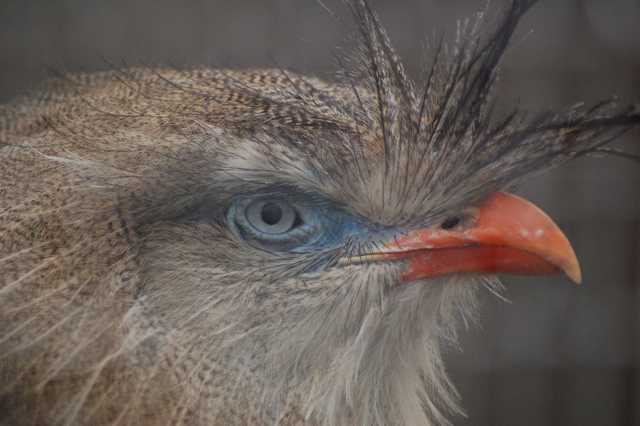 Red legged seriama, Blackbrook, 31.12.08