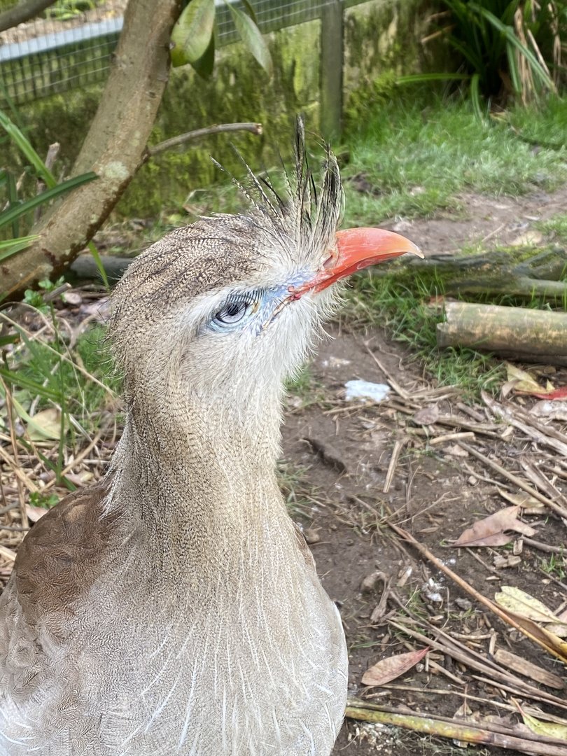 Red-legged seriema 010323