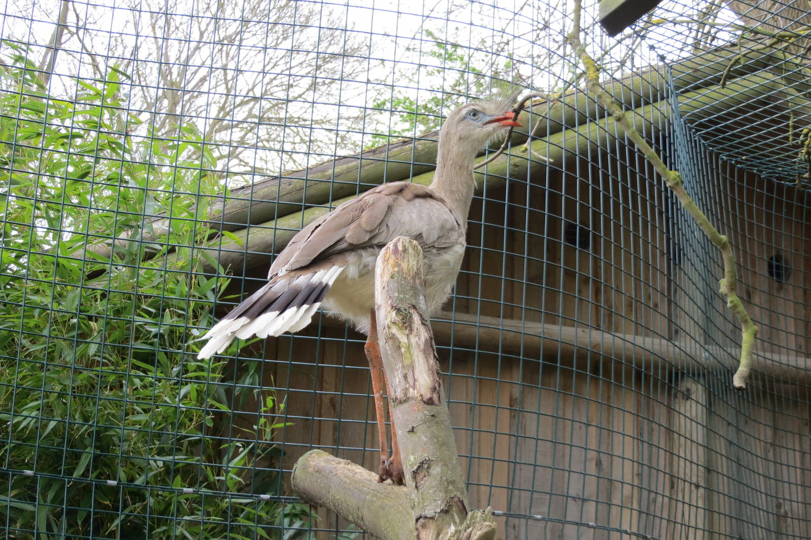 Red-legged Seriema 070515