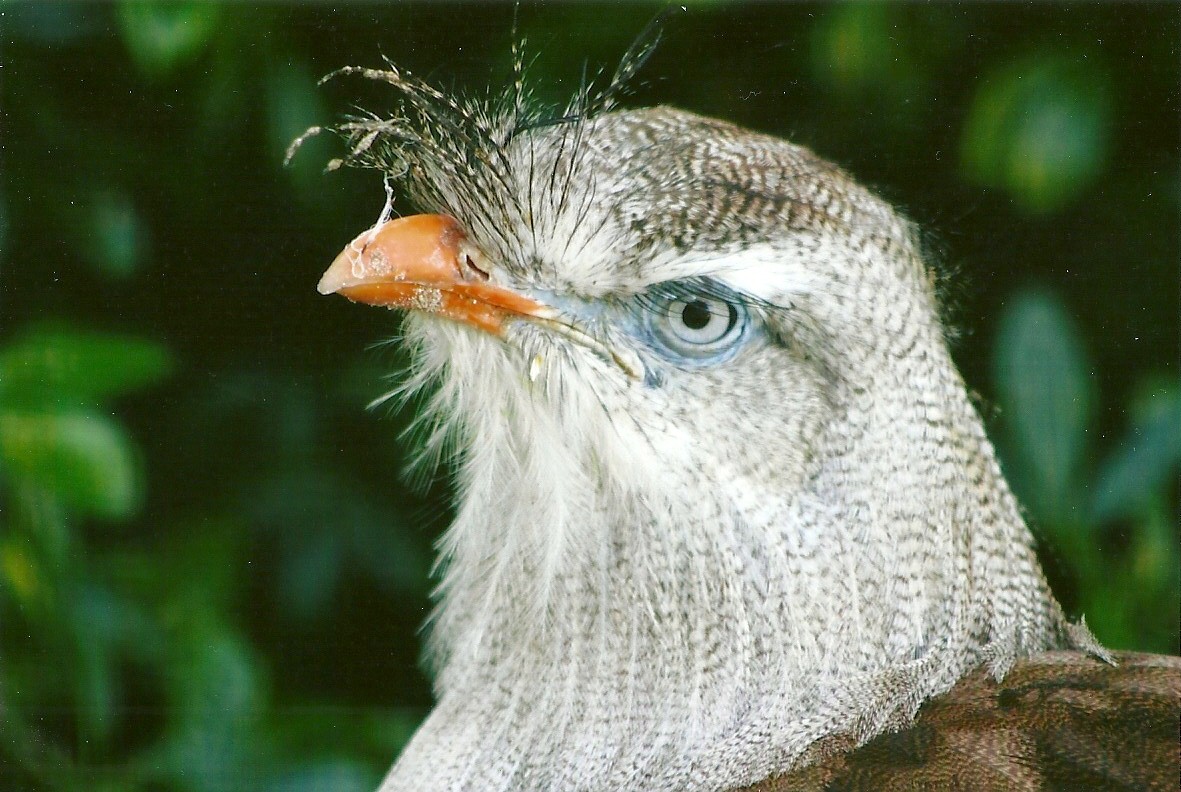Red-legged Seriema 13th September 2012