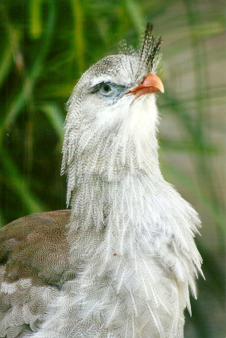 Red-legged Seriema 13th September 2012