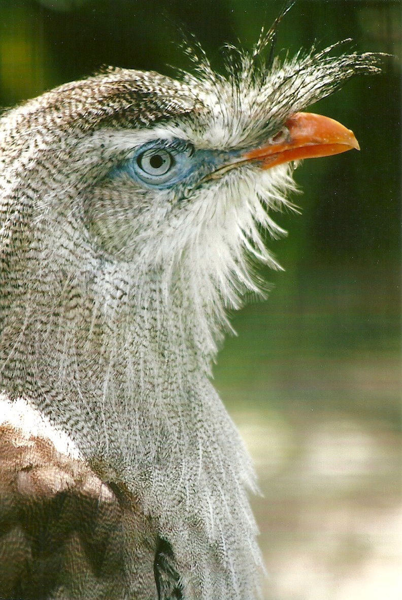 Red-legged Seriema 13th September 2012