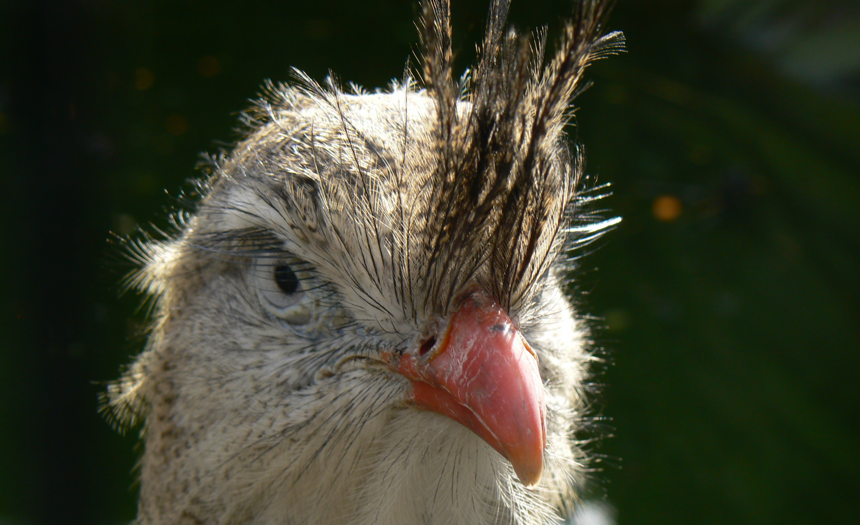 Red-legged Seriema - 4 March 2017