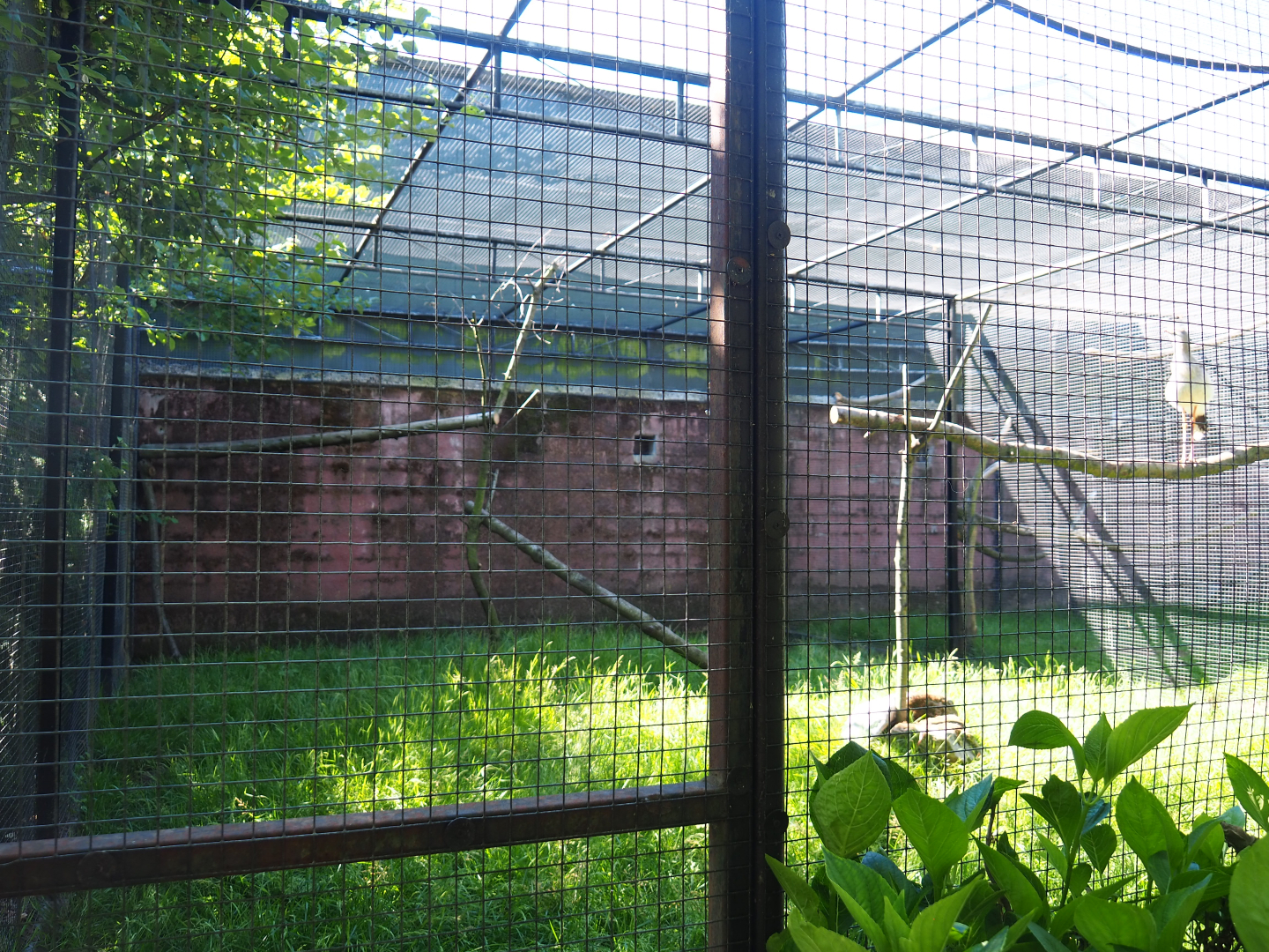 Red-legged seriema and Azara's agouti aviary, 2020-06-20