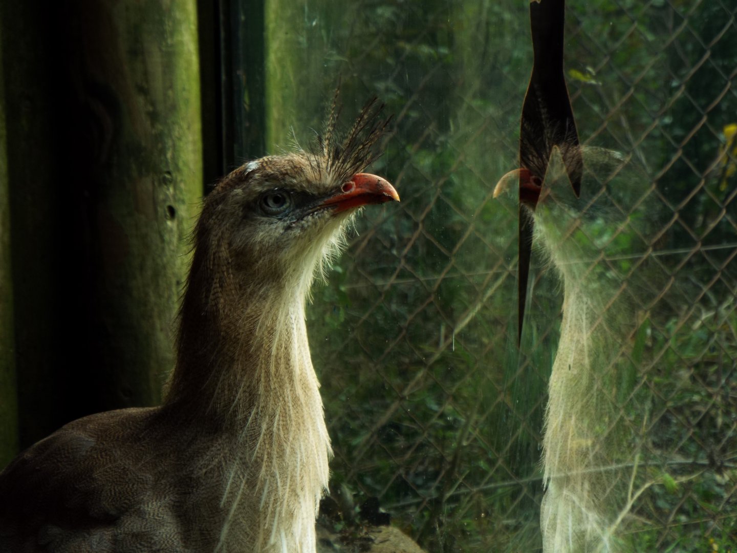Red-Legged Seriema and reflection, Paignton Zoo