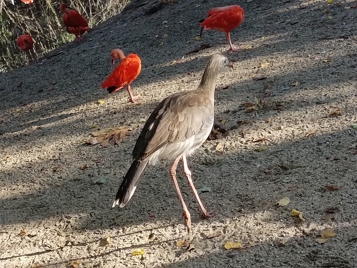 Red-Legged Seriema and Scarlet Ibis