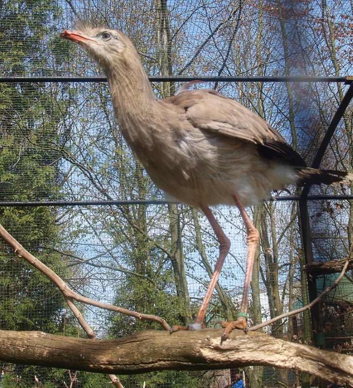 Red-legged seriema (April 19th, 2015)