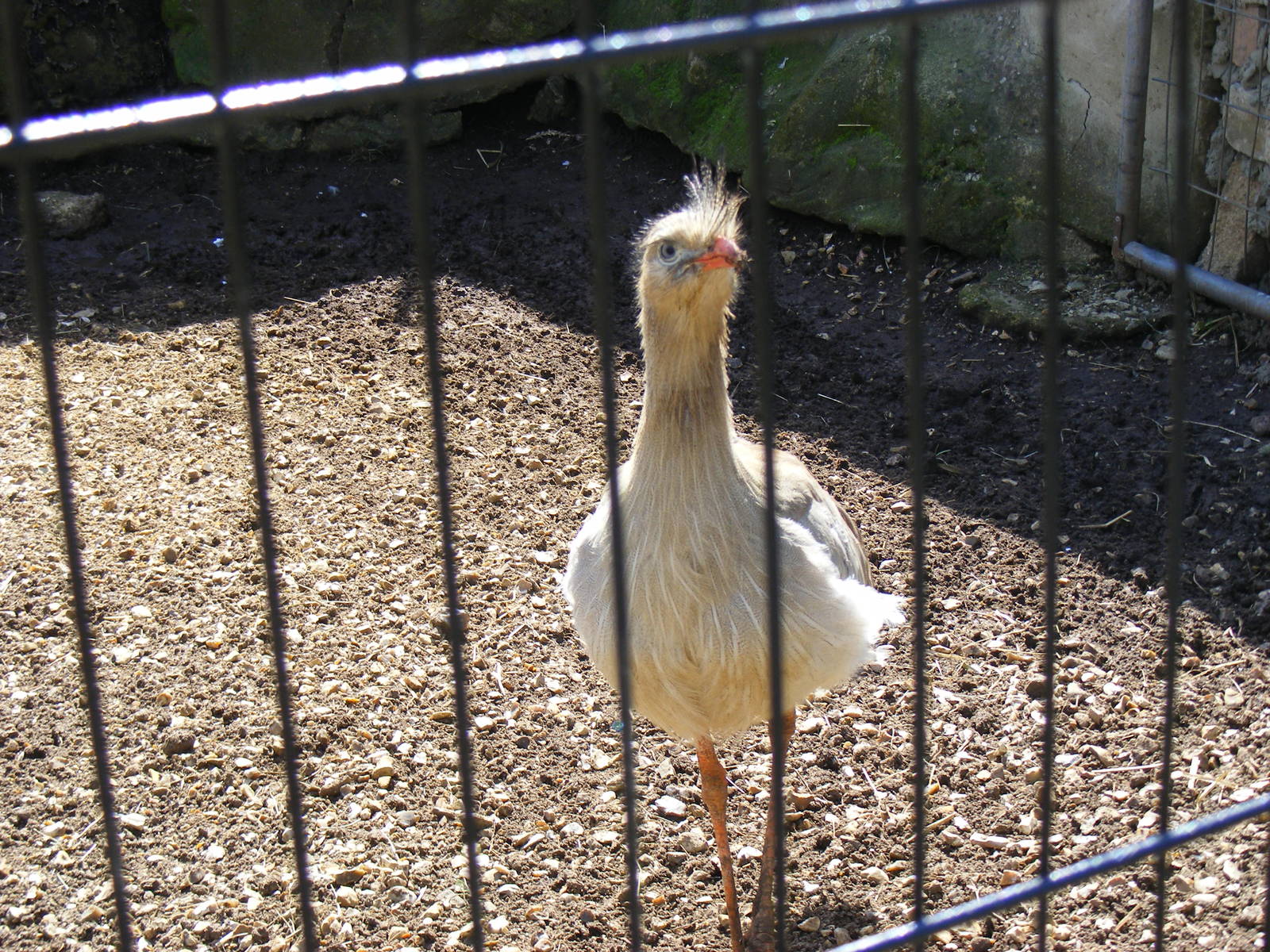 Red-legged seriema at Amazon World, 5 April 2010