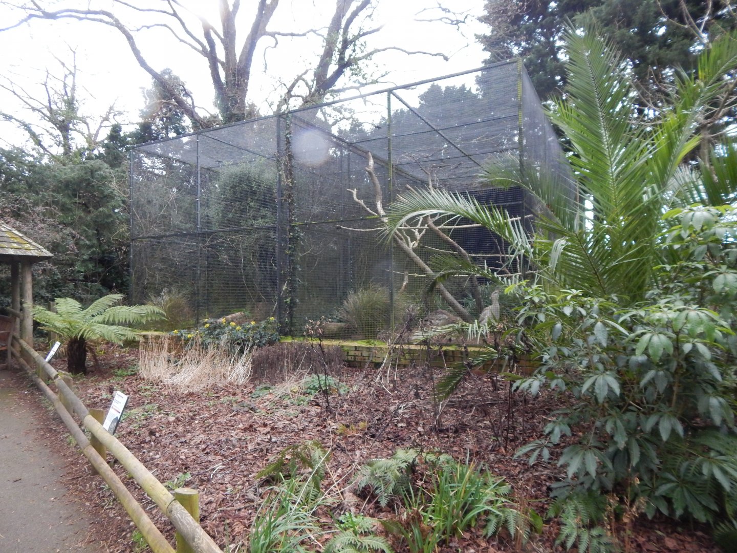 Red-legged seriema aviary 050224